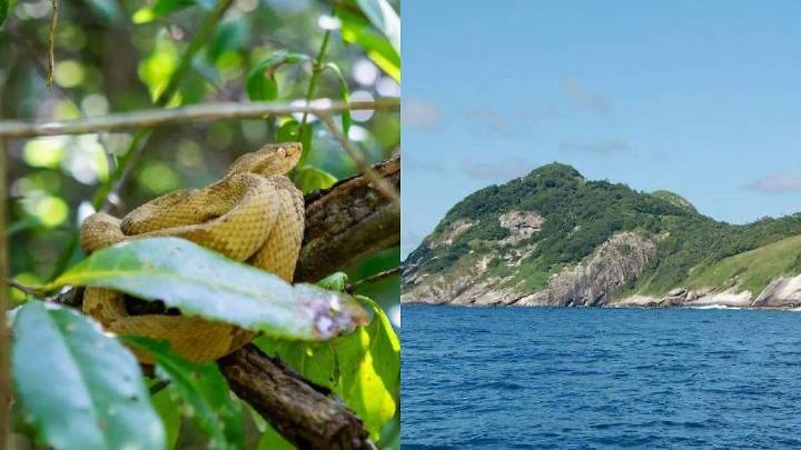 ⁠Isla da Queimada Grande, la región insular en Brasil donde sólo habitan serpientes