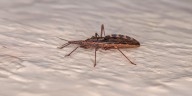Qué es y cómo se previene el Mal de Chagas, una enfermedad que padecen un millón y medio de argentinos