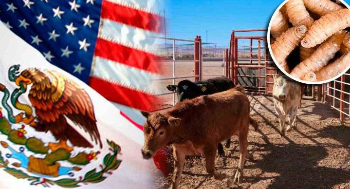 México y EEUU firman acuerdo de plan binacional contra plaga de gusano barrenador