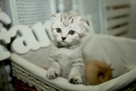 Pregnant Woman Prepares for Twins Arrival, Cat Siblings Have Other Ideas