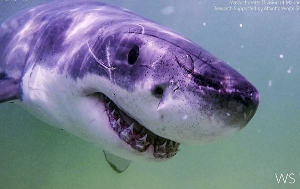 Aumentan los avistamientos de grandes tiburones blancos en Maine y Nueva Inglaterra