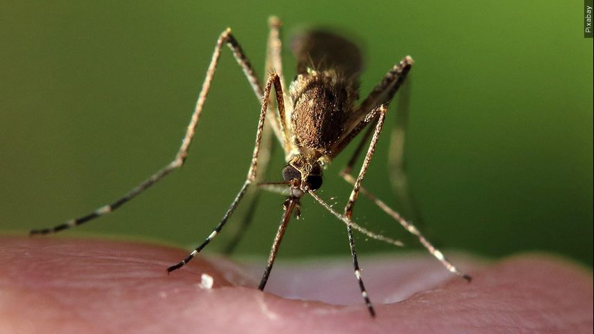 First mosquito of year infected with West Nile Virus observed in West Baton Rouge Parish