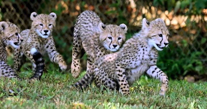 Camera catches cute three-month-old cheetah cubs playing outside