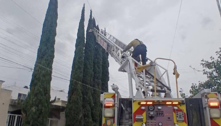 Rescatan Bomberos de Saltillo a gatita atrapada en un árbol