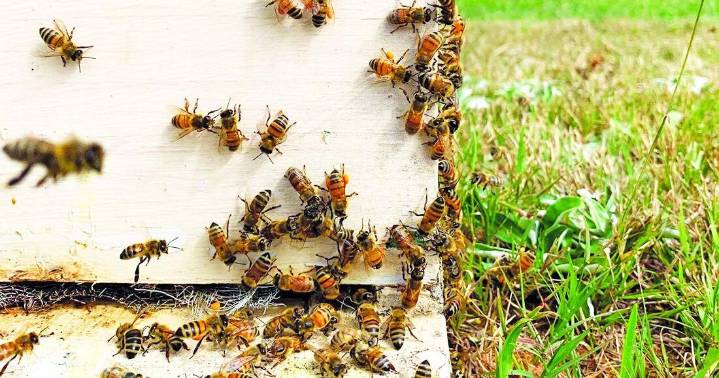 Scientists identify high viral loads, mite resistance as key factors in recent honey bee losses