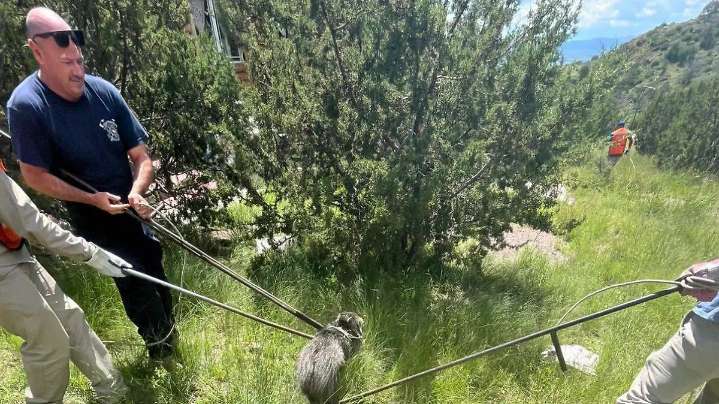 Rescatan a familia de pecaríes en fraccionamiento de Cuauhtémoc