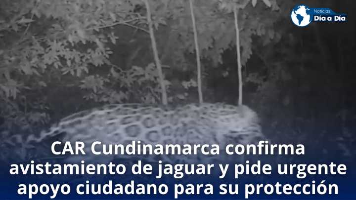 CAR Cundinamarca confirma avistamiento de jaguar y pide urgente apoyo ciudadano para su protección