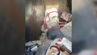 Michigan Woman Horrified To Find Desperate Pup Trapped Inside Dumpster