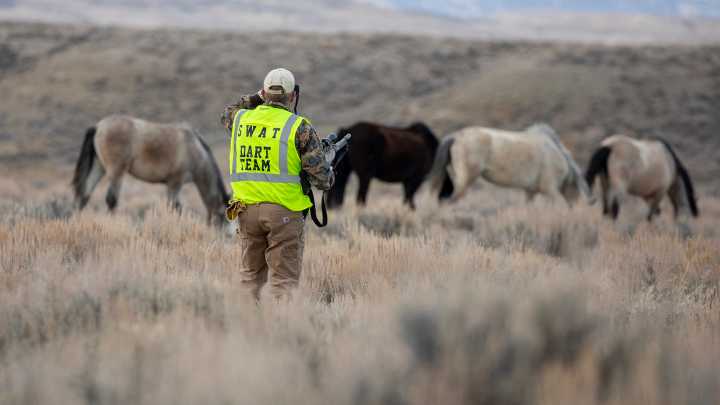 Colorado Shoots Mustangs With Birth-Control Darts, Why Doesn’t Wyoming?