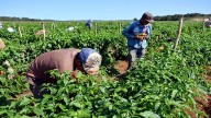 Sector agrícola reporta incremento estable anual de 5 %