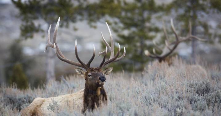 Big game hunting season forecast: Western Montana