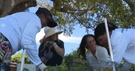 Urban garden helps combat food insecurity in Miami