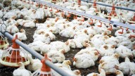 China prohíbe la importación de productos avícolas de España por los brotes de gripe aviar