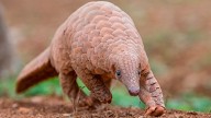 El pangolín, que ganó notoriedad durante la pandemia, está en alto riesgo de extinción
