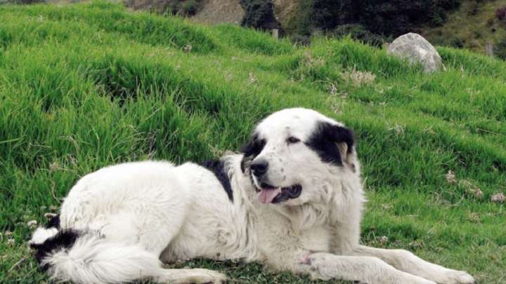 Mucuchíes es la raza canina autóctona de Venezuela: Conmemoran 61 años