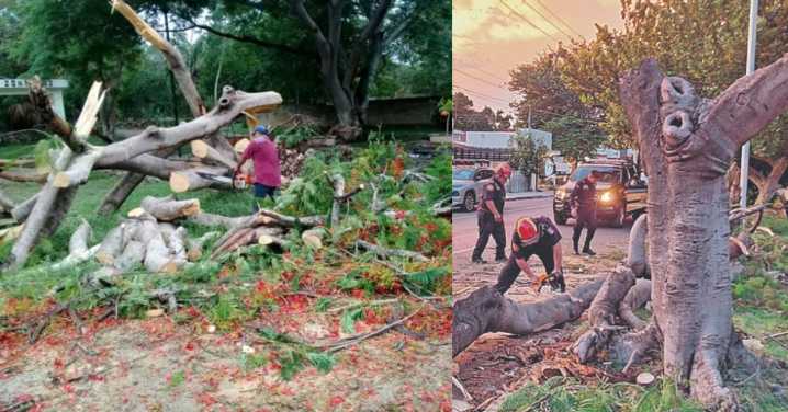 Valiosos tesoros urbanos: la importancia de los árboles en la calidad de vida