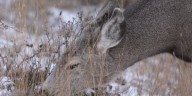 Deer tests positive for rabies in Waterford