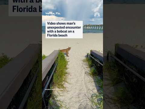 Video captures bobcat encounter on Florida beach