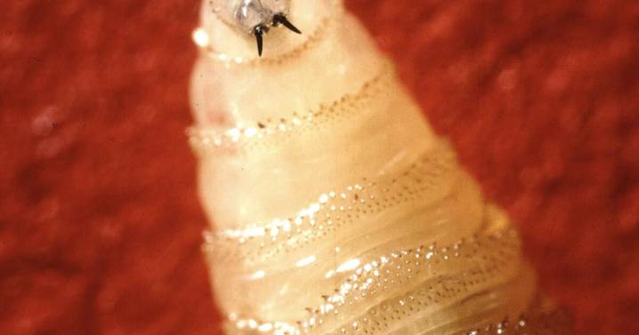 Habitante de Maryland que viajó a El Salvador es diagnosticado con gusano barrenador. Qué hay que saber