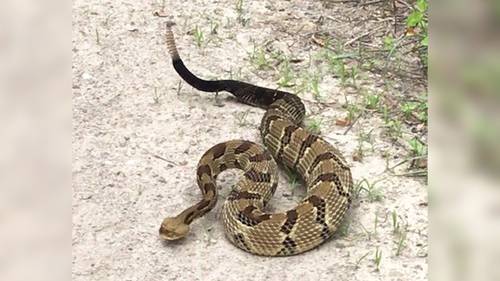 Hiker dies after being bitten by venomous snake