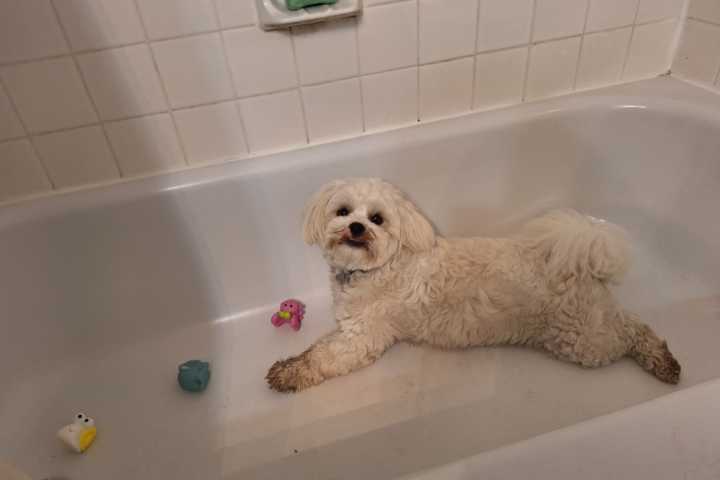 Bathtub-Obsessed Dog Who Can't Stop Splashing Wins Pet of the Week