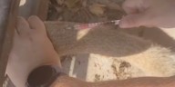 The Wild Side: Dickerson Park Zoo’s voluntary blood draws