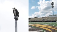 Minnesota high school football team forced to reschedule games for osprey nest