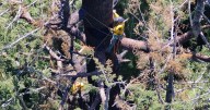 Saving Doerner Fir: firefighters work to protect Coos Bay landmark tree