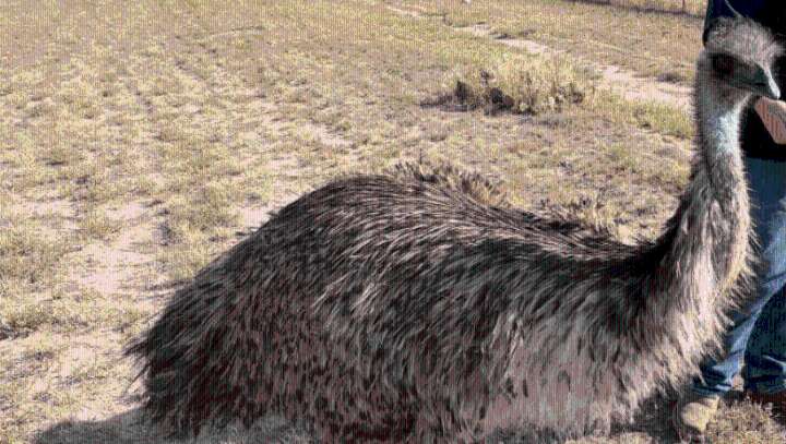 'Real live dinosaur': Weld County resident speaks of finding, capturing emu