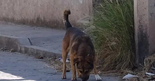 Denuncian caso de maltrato animal en Los Limones