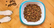 Study reveals surprising carbon pawprint: How your dog's diet affects climate change :: WRAL.com
