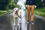 Despite lack of statewide leash law, Houston dog owners still have responsibility under city code