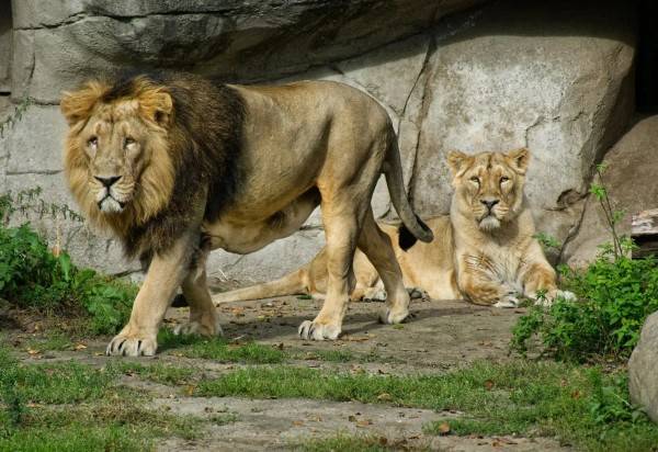 Un zoológico en Dinamarca quiere alimentar a sus depredadores con sus mascotas