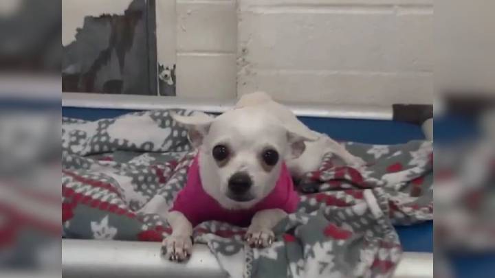 Tiny Chihuahua In Pink Sweater Cried Herself To Sleep Until Missouri Family Saved Her