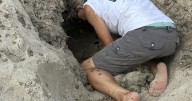 Hurricane Erin never hit land or caused major damage, but threatened turtle nests weren't so lucky