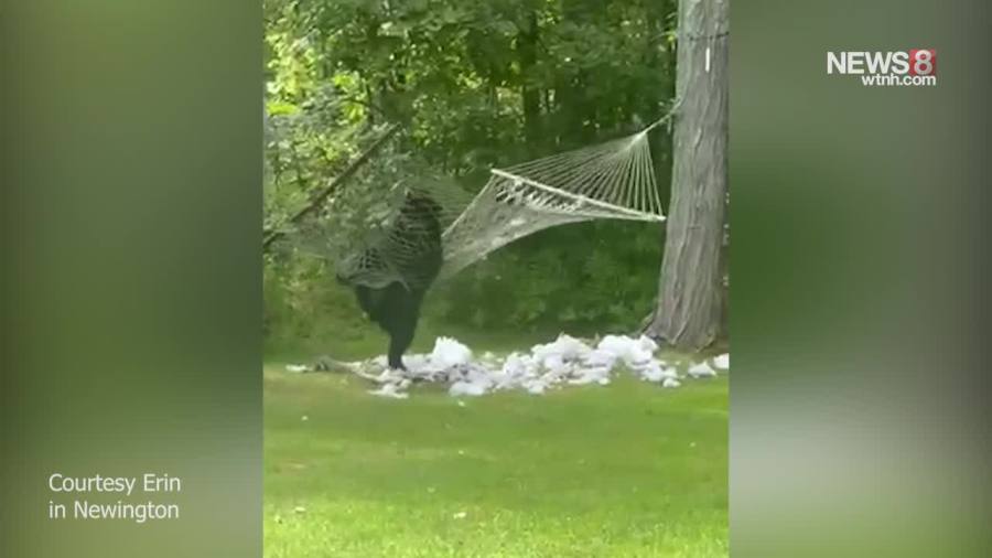 Bear plays with hammock in Newington backyard: VIDEO