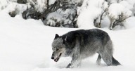 Commission sets wolf quota at 452 for upcoming season, with specific limit for SW Montana