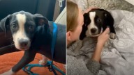 Shy Florida Pup Overcomes Fear Of People Thanks To His Foster Mom’s Gentle Care