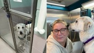 Connecticut Family Gives Up Shelter Dog Just One Week After Adoption, Saying He’s “Too Much”