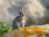 Invasión de liebre europea afecta desierto de Atacama en Chile