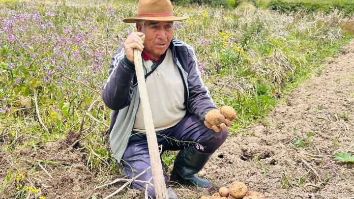 Secretaría de Agricultura impulsa estrategias para apoyar a papicultores y otros productores: hoy, registratón y rueda de negocios en Tunja