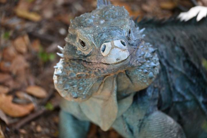 Endangered ‘Blue Dragon’ of the Caymans Roars Back from the Brink as Population Climbs Above 1,000