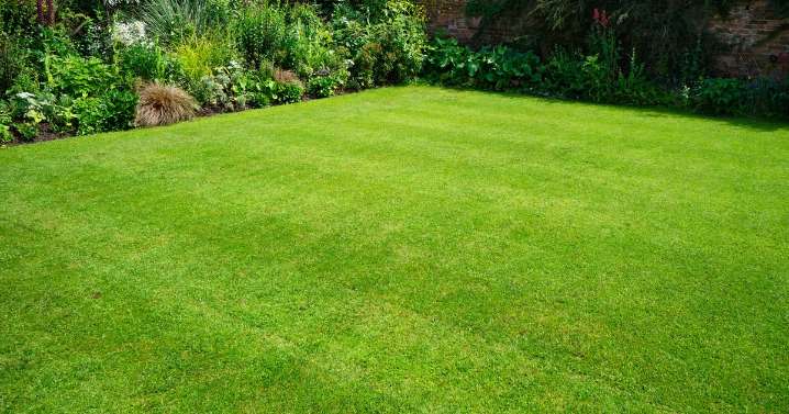Lawns will be green and lush with 1 kitchen scrap added to grass before September