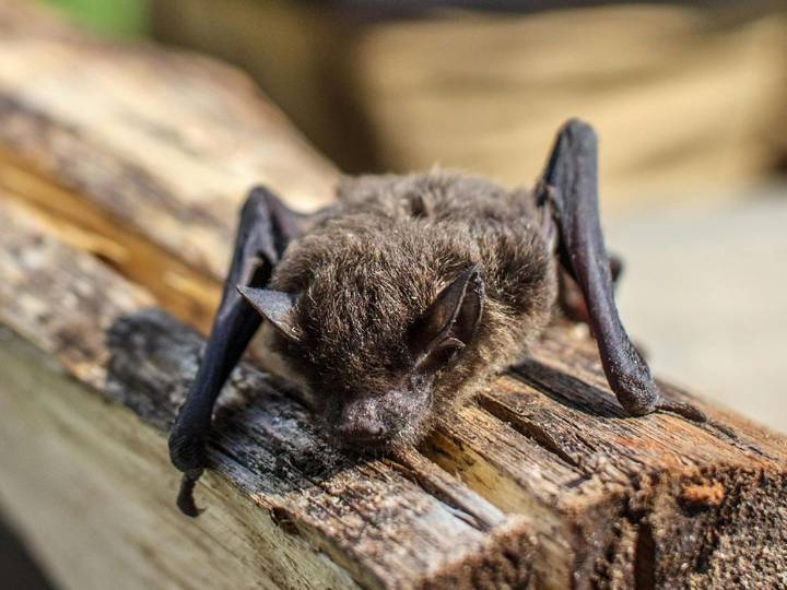 Bat in Brantford Brant County area tests positive for rabies