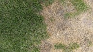 The Easy Way To Tell If Your Lawn's Perennial Ryegrass Is Dead Or Just Dormant