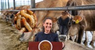 Anuncia Gobierno federal apoyo a ganaderos ante cierre de EEUU a exportación por gusano barrenador