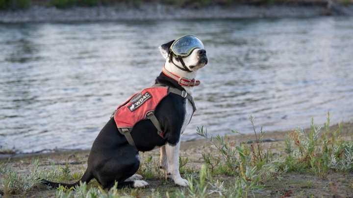 GTNP event showcases dogs sniffing out invasive plants along Snake River