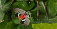 'If you see it, squash it': Ag & Forestry officials call for spotted lanternfly prevention and documentation