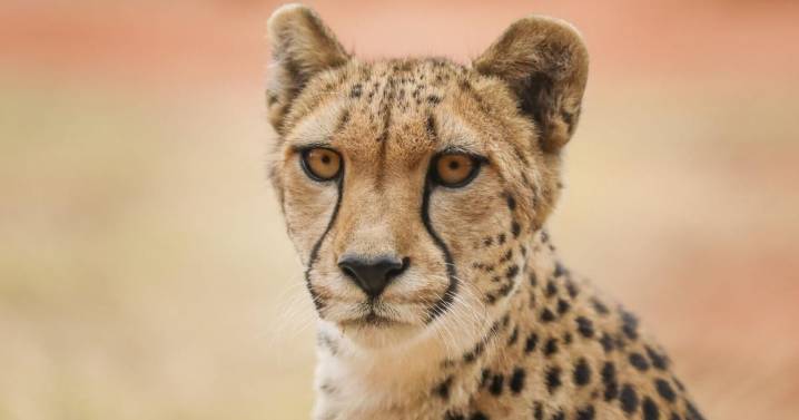 Elderly cheetah’s secret to a long life revealed