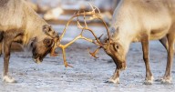 Climate change could wipe out most Arctic reindeer in 75 years